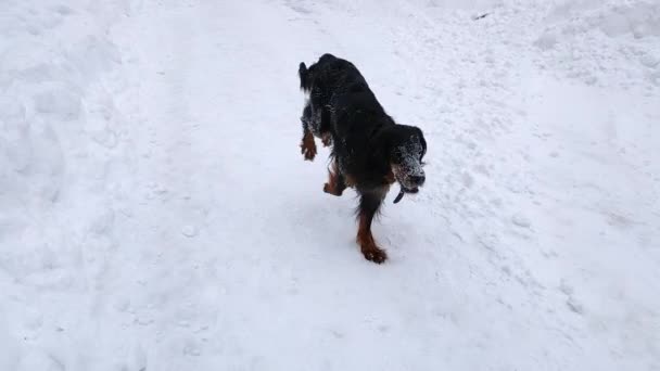 En svart Setter hund springer snabbt med en pinne i tänderna på den vita snön. — Stockvideo