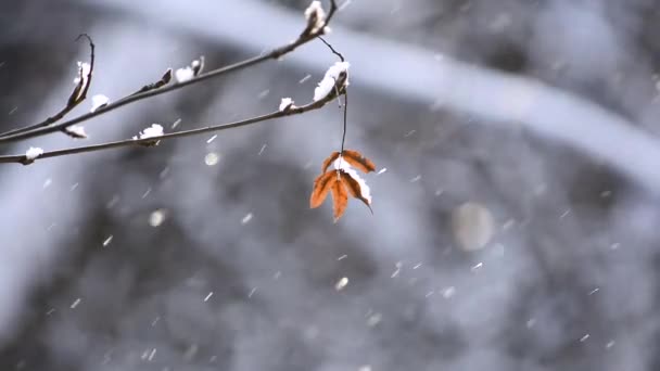 Zicht op een tak met een gedroogd blad en vliegende sprankelende sneeuw in de vorm van een bokeh in de zon. — Stockvideo