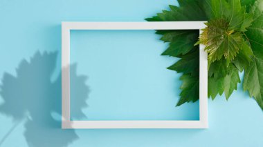Yeşil asma yaprağı ve beyaz çerçeveli gölgesi boş fotokopi alanı gibi. Yaratıcı arkaplan düzleştirme kavramı.