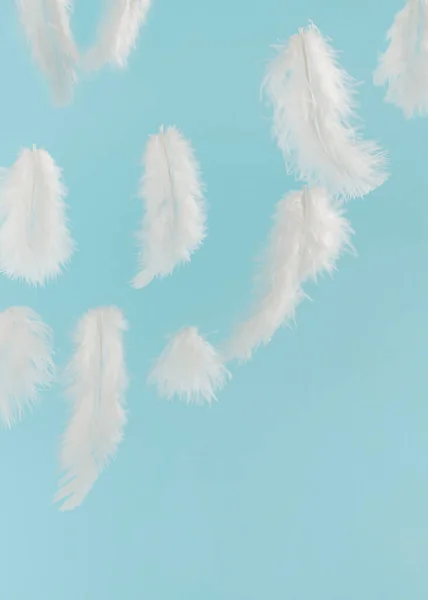 A creative idea of white feathers on blue background. Minimal concept.