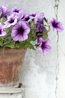 Çatlak arka planda çömlek içindeki güzel petunya