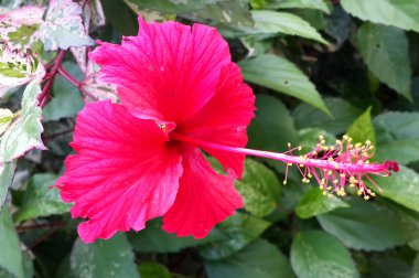 Malang, Endonezya - 18 Mayıs 2021: kırmızı amber çiçeği