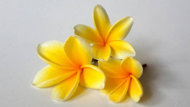 Malang, Endonezya - 18 Temmuz 2021: Beyaz arka planda üç sarı frangipani çiçeği