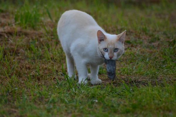 A cat holds a trapped mouse. Varankiny village, Afanasyevsky district, Kirov region, Russia. July 2021. Nikon D 5200.