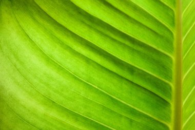 yeşil muz yaprağı yakın çekim