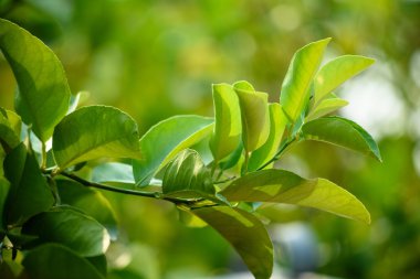 Taze bergamot bokeh arka plan ile yaprakları