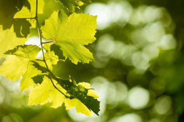 Bokeh arka planında taze yeşil üzümler