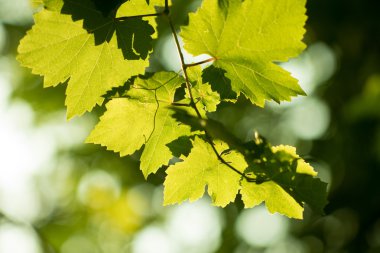 Bokeh arka planında taze yeşil üzümler