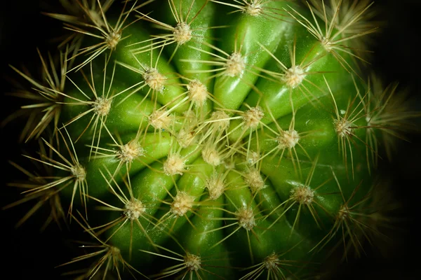 Close up van een cactus op een donkere achtergrond. — Stockfoto