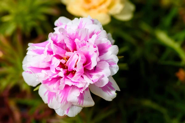 Close up of pinkportulaca flower. — Stock Photo, Image