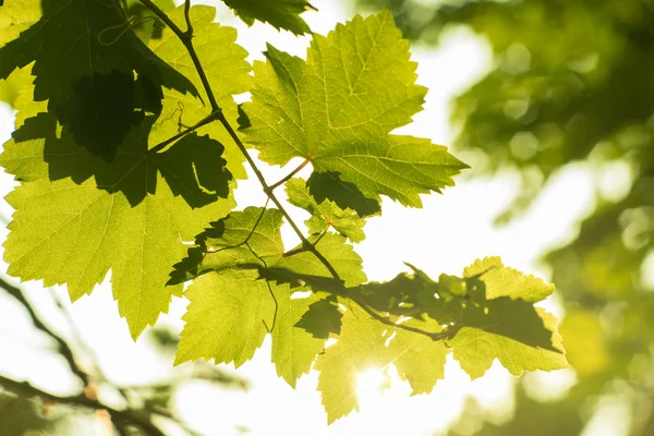 Bokeh arka planında taze yeşil üzümler