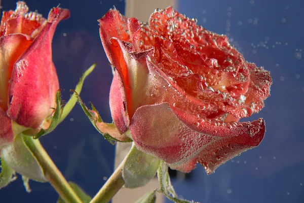 Rote Rose und Orange, alle mit Luftblasen auf blauem Rücken bedeckt — Stockfoto