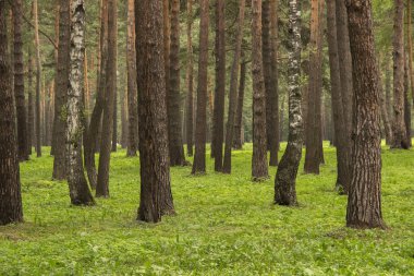 Park pines ve ağaç ağaçlarda çok sayıda arka plan bir