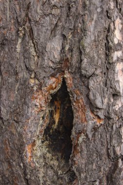 Ağaç kabuğu orman bir çatlamak ile doku