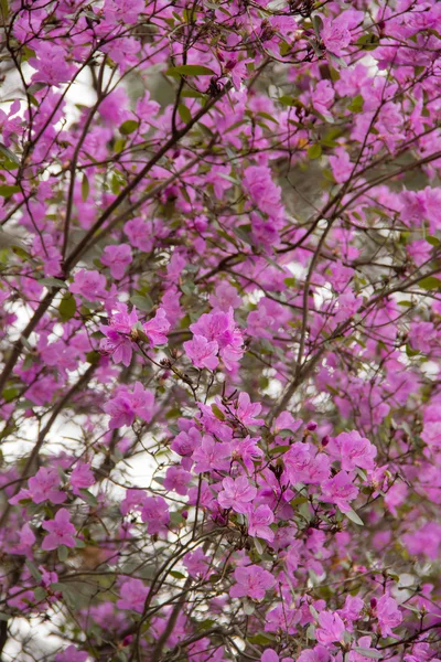 Hintergrund einer großen Anzahl von Blumen maralnik rosa — Stockfoto