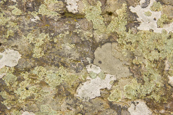 La textura del gran bosque de piedra con un musgo — Foto de Stock