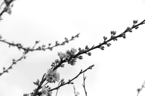 Fotografía en blanco y negro con flores de ciruela contra el cielo —  Fotos de Stock