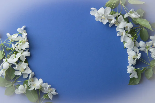 青い背景があるにリンゴの花の枝でグリーティング カード — ストック写真