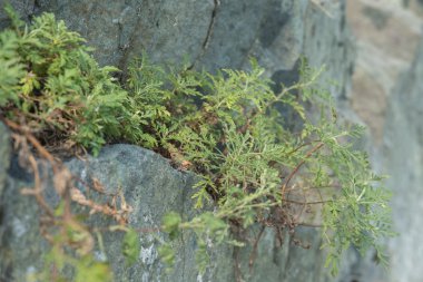 Güzel çim kayaya büyüyen