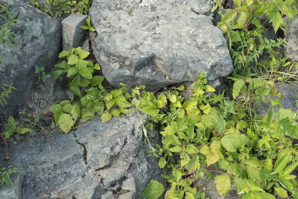 Stort berg stenar och gräs med blad mellan dem. — Stockfoto