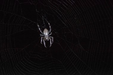 Büyük örümcek araneus diadematus bir yaz gecesinde örümcek ağında oturur.