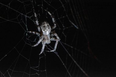 Büyük örümcek araneus diadematus bir yaz gecesinde örümcek ağında oturur.