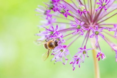 Bir arı, güzel bir soğan çiçeğinden nektar toplar. Yaz öğleden sonraları ise, allium stipitatum.