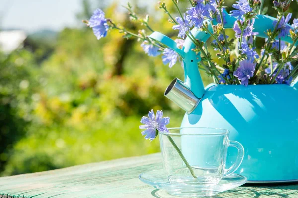 Rustikales Stillleben Schöne Chicorée Blumen Einer Blauen Teekanne Und Einem — Stockfoto