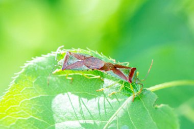 Yazın yeşil yaprak üzerinde oturan çiftleşen pis böceklerin makro fotoğrafı.