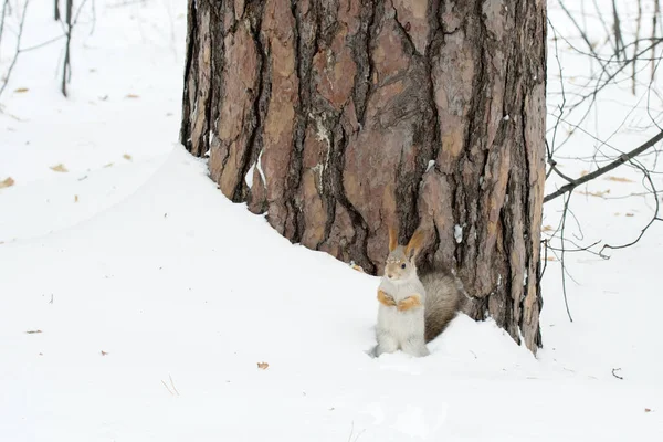 Szara Wiewiórka Nasiona Słonecznika Drzewie Dom Parku Zimą — Zdjęcie stockowe