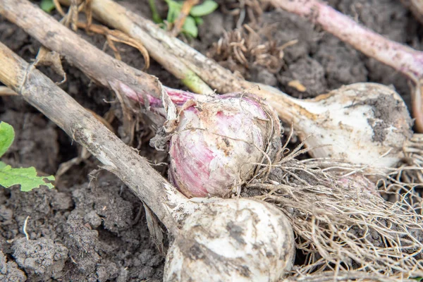 Récolte Ail Frais Pourpre Blanc Sale Dans Jardin — Photo