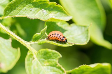 Kolorado böceği yaz bahçesinde yeşil taze patates yaprakları yiyor.