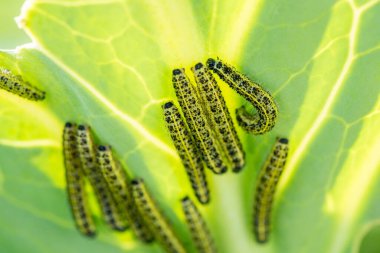 Tırtıllar yazın yeşil lahana yaprakları yerler.