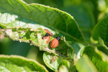 Kolorado böceği yaz bahçesinde yeşil taze patates yaprakları yiyor.