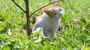 Güzel kızıl kedi yazın çimenlerde yeşil ot yer. 