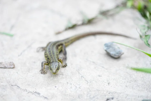 Petit Lézard Vert Assis Sur Béton Été Plein Air Gros — Photo