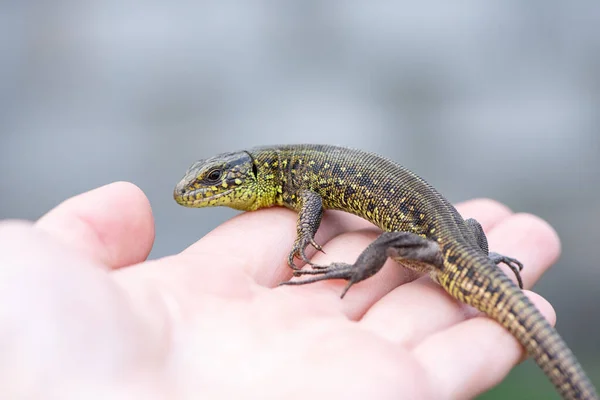 Green Small Lizard Close Human Hand Summer — Stock Photo, Image