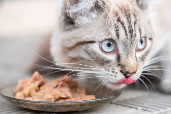 Όμορφη Χνουδωτή Άσπρη Ριγέ Γάτα Μπλε Μάτια Που Τρώει Κρέας Εικόνα Αρχείου