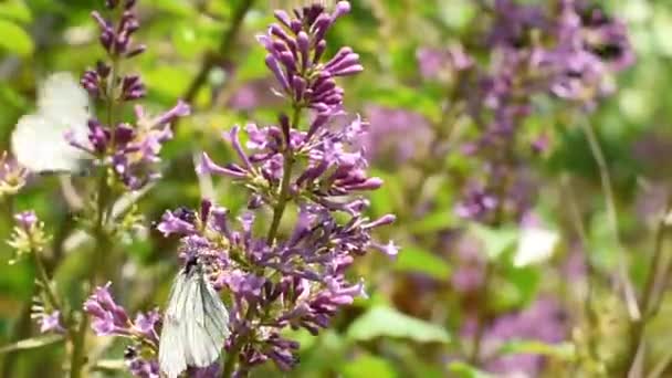 Mariposas Blancas Aporia Crataegi Vuelan Cerca Las Lilas Crían Recogen — Vídeos de Stock