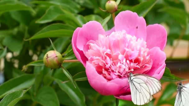 Biały Motyl Aporia Krataegi Poleciał Różowy Kwiat Piwonii Zbiera Nektar — Wideo stockowe