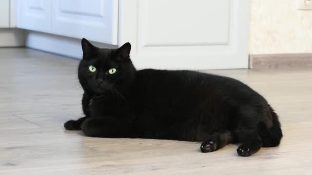 Large Beautiful Fat Black Cat Lies Floor Room Wags Its — Stock Video