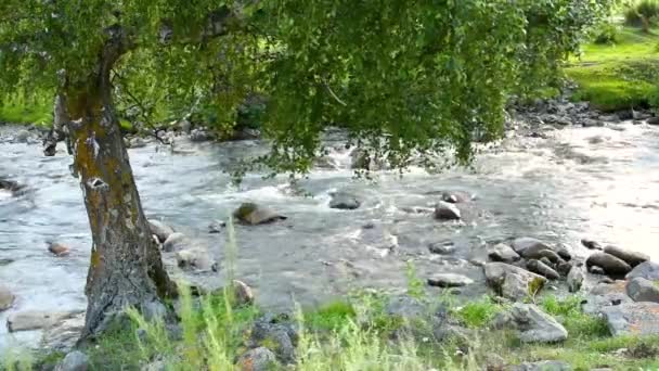 Der Schnelle Fluss Eines Wilden Gebirgsflusses Ein Baum Mit Grünem — Stockvideo