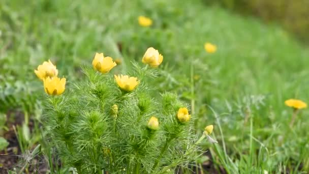 Lindas Flores Amarelas Adonis Prado Verde Primavera — Vídeo de Stock