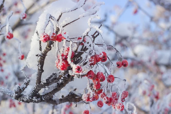 Rowan con bacche rosse ricoperte di brina — Foto Stock