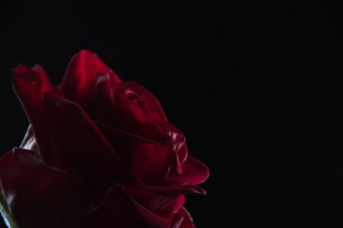 Siyah bir zemin üzerine bir bardak su içinde güzel kırmızı gül