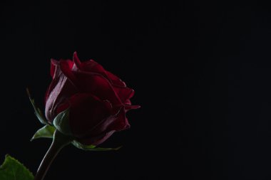 Siyah bir zemin üzerine bir bardak su içinde güzel kırmızı gül