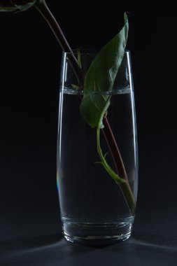 Siyah bir zemin üzerine bir bardak su içinde güzel kırmızı gül