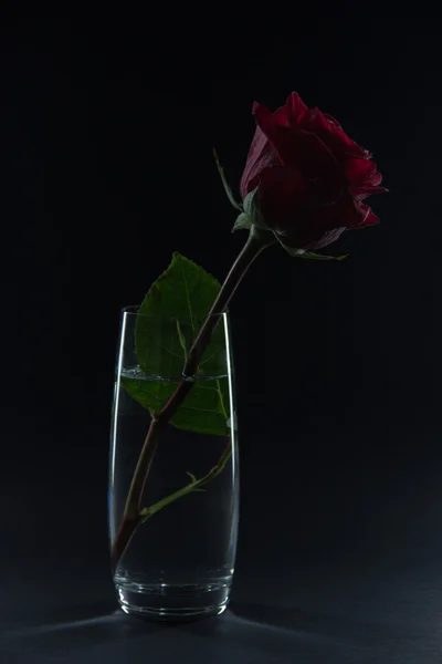 Beautiful red rose in a glass of water on a black background — Stock Photo, Image