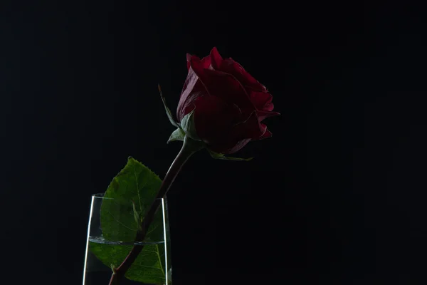 Hermosa rosa roja en un vaso de agua sobre un fondo negro —  Fotos de Stock