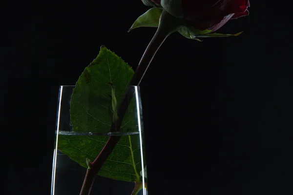 Piękna czerwona róża w szklance wody na czarnym tle — Zdjęcie stockowe